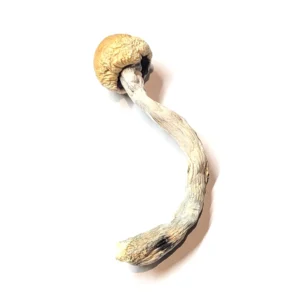 alacabenzi magic mushroom