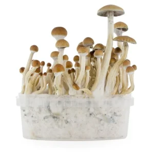 b+ mushroom grow kit